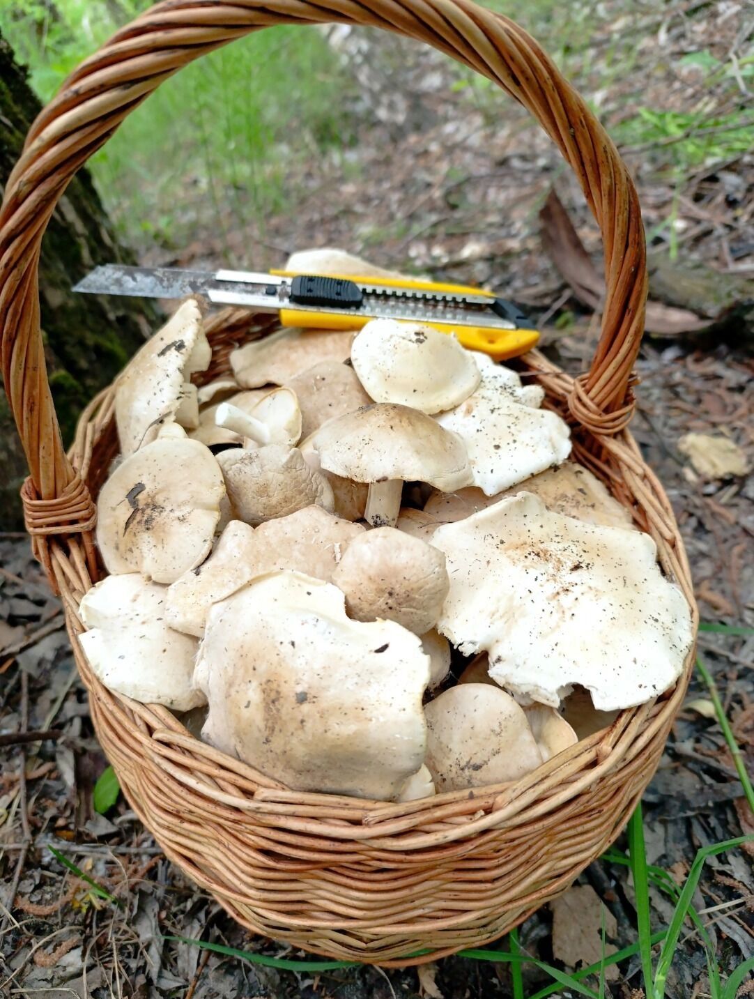 Рядовки из Нижегородской области