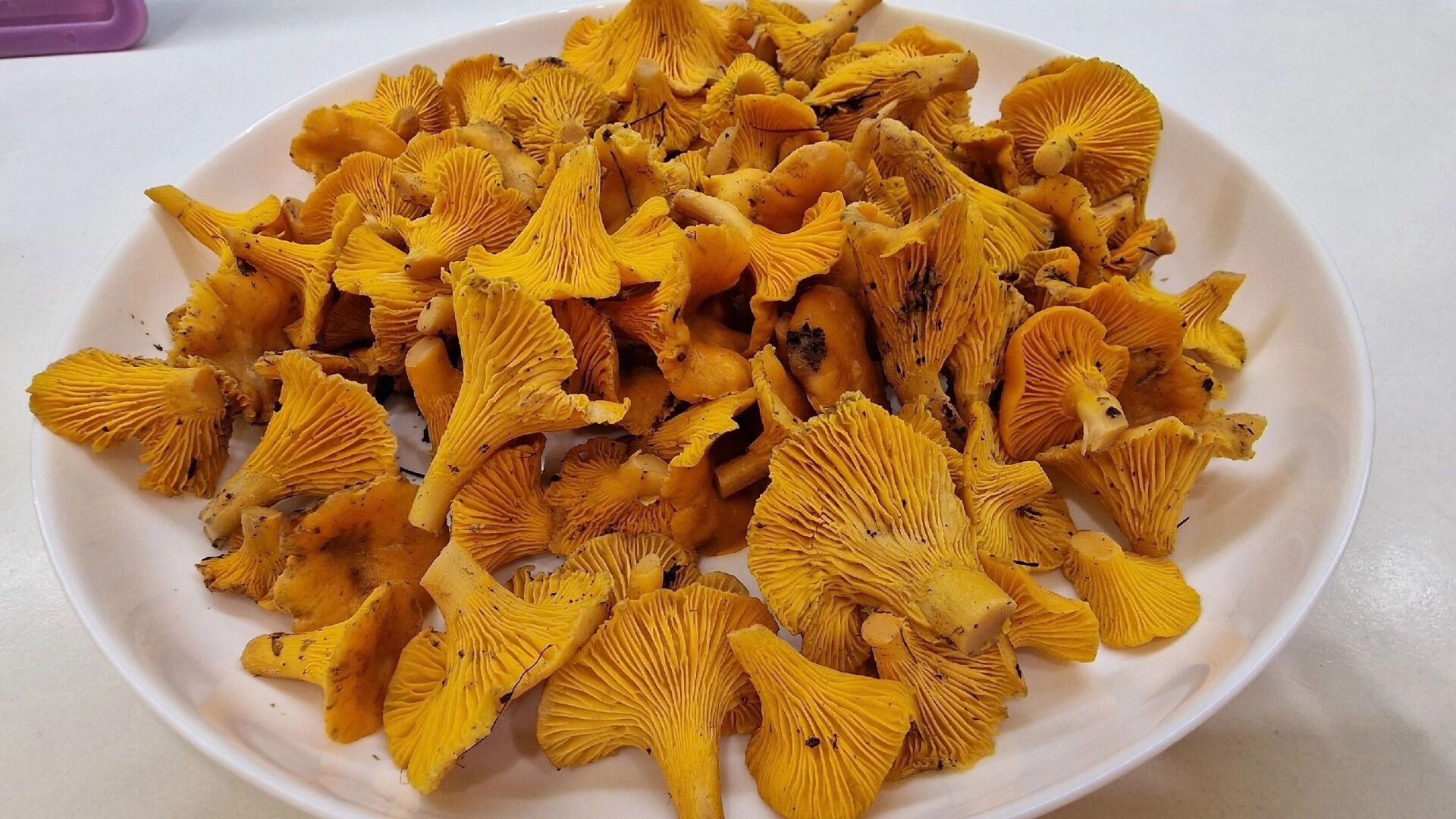 Растут ли грибы в декабре