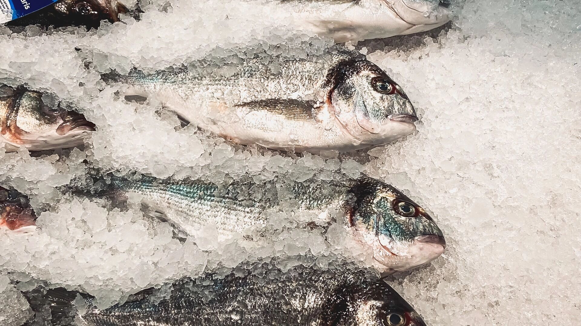 Большая часть рыбы Охотского моря заражена опасными паразитами