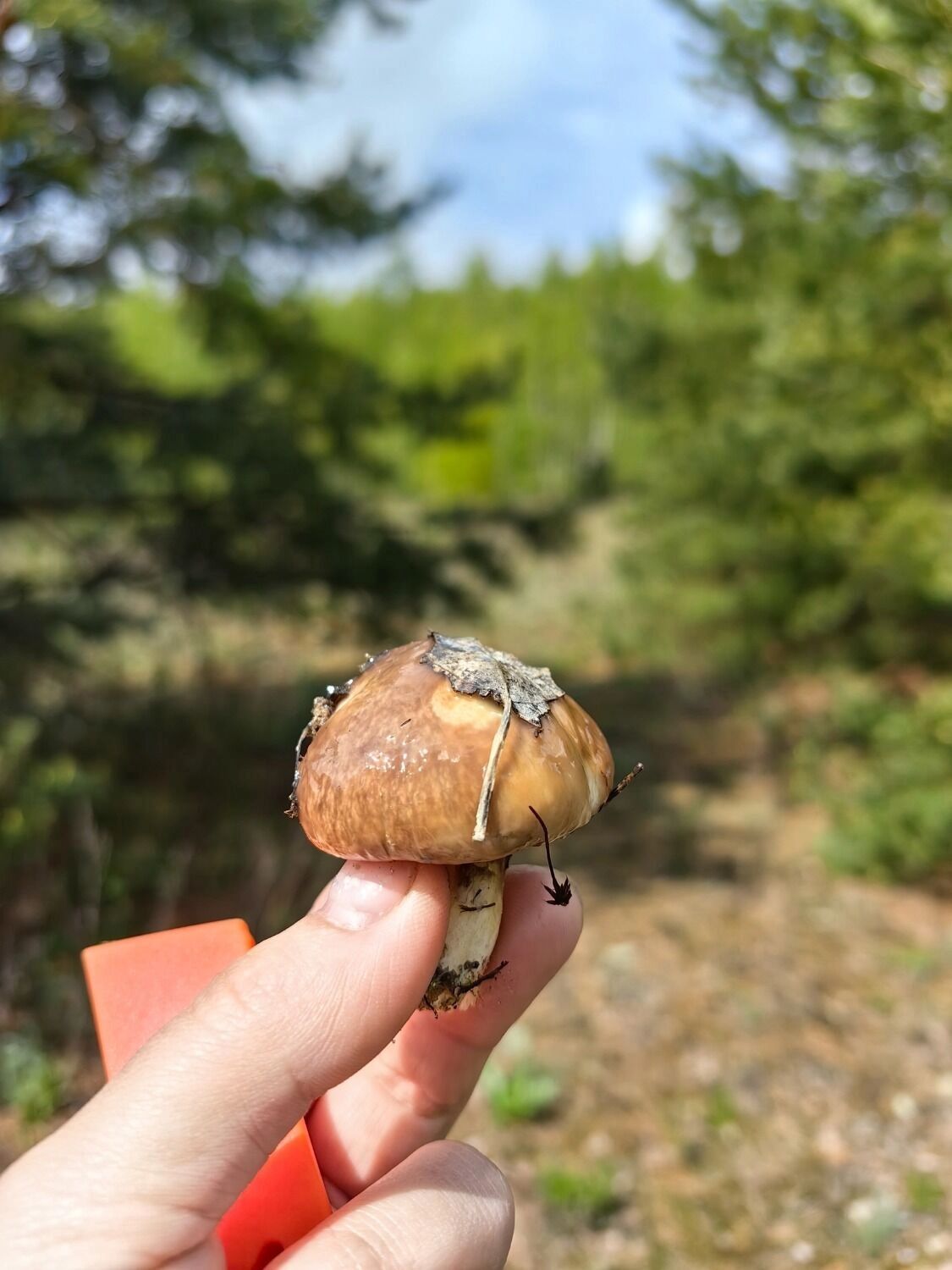 Первые маслята в Нижегородской области