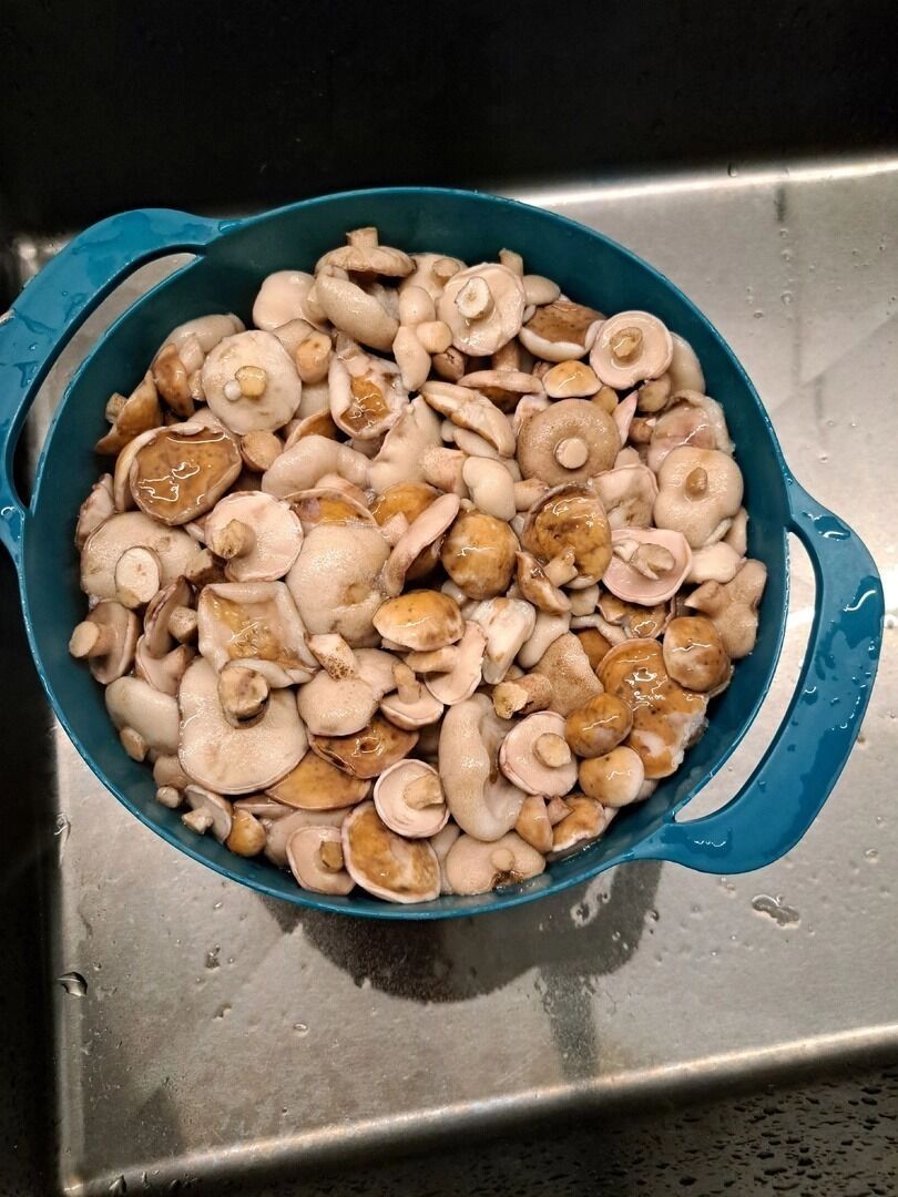 Найденные после дождей грибы