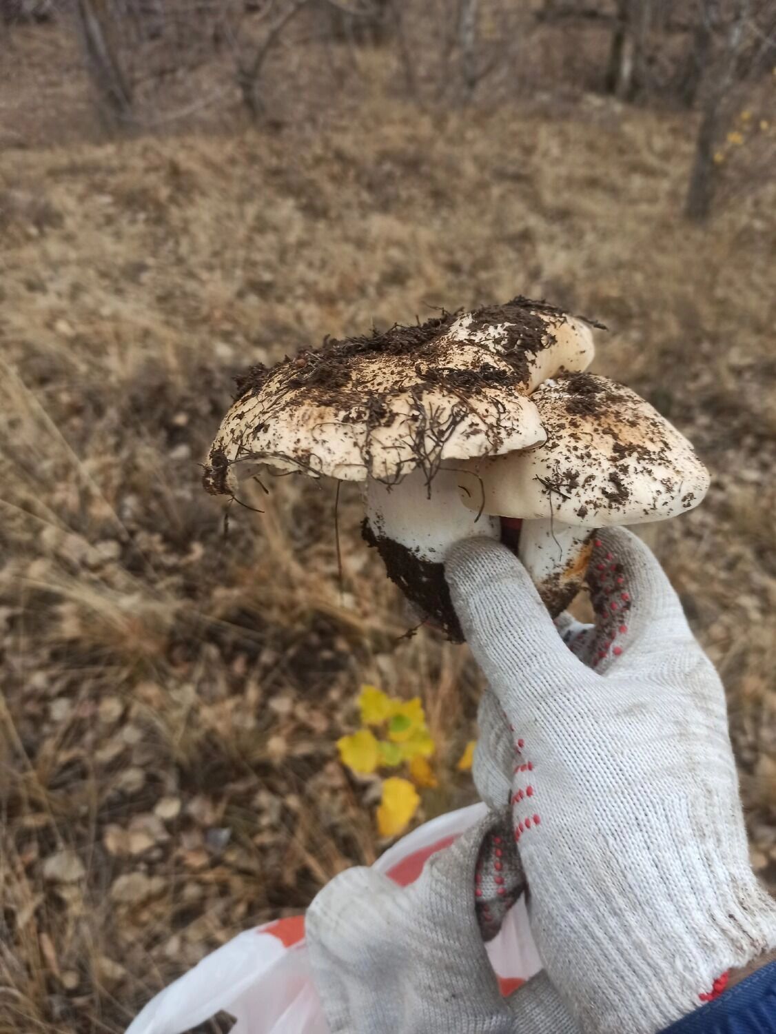 Грузди в Оренбуржье