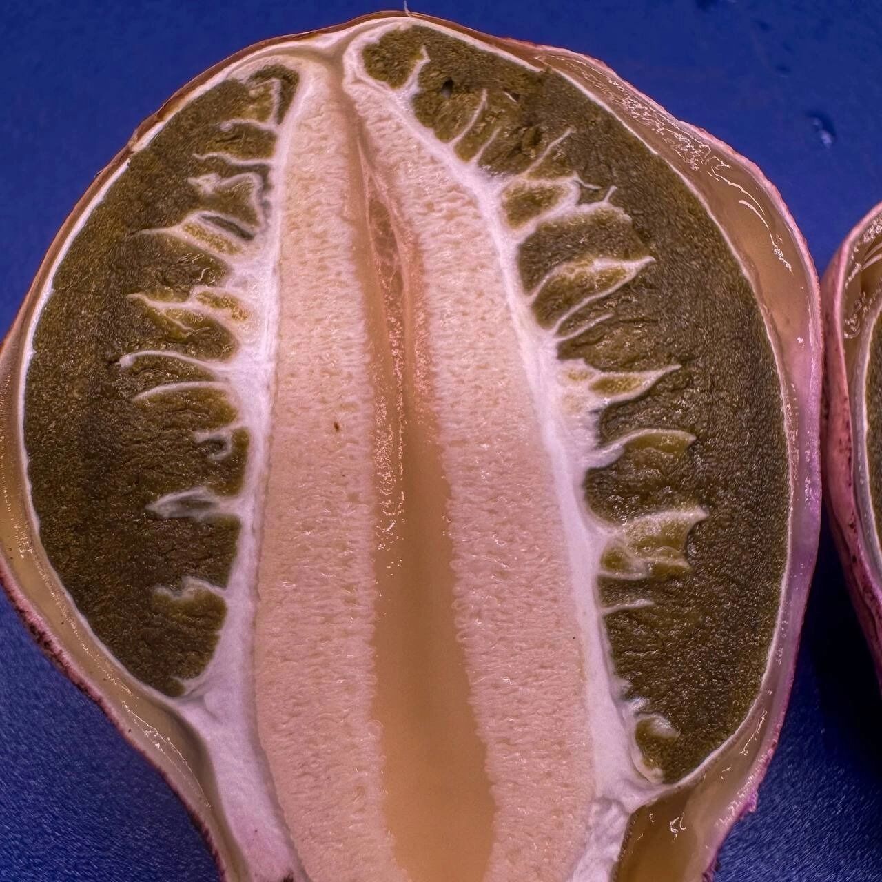 Весёлка Хадриана