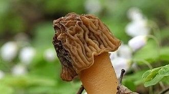 Сморчковая шапочка