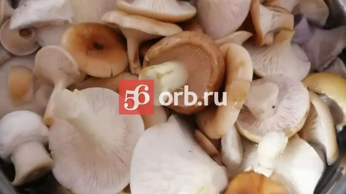 Грибы в сентябре в Оренбуржье