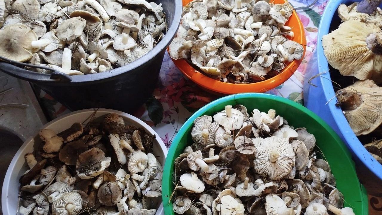 Грибники Оренбуржья продолжают собирать урожай