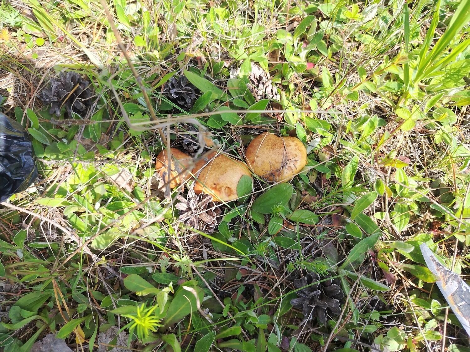 Первые маслята в Нижегородской области