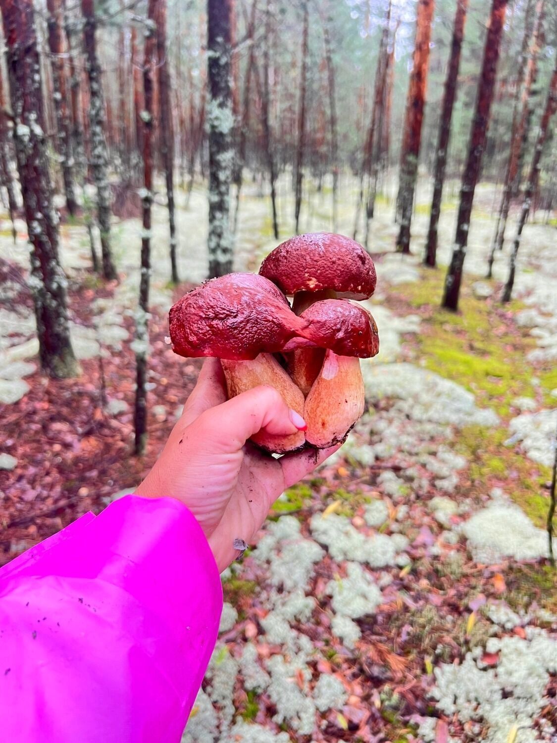 Грибы-уродцы в Нижегородской области