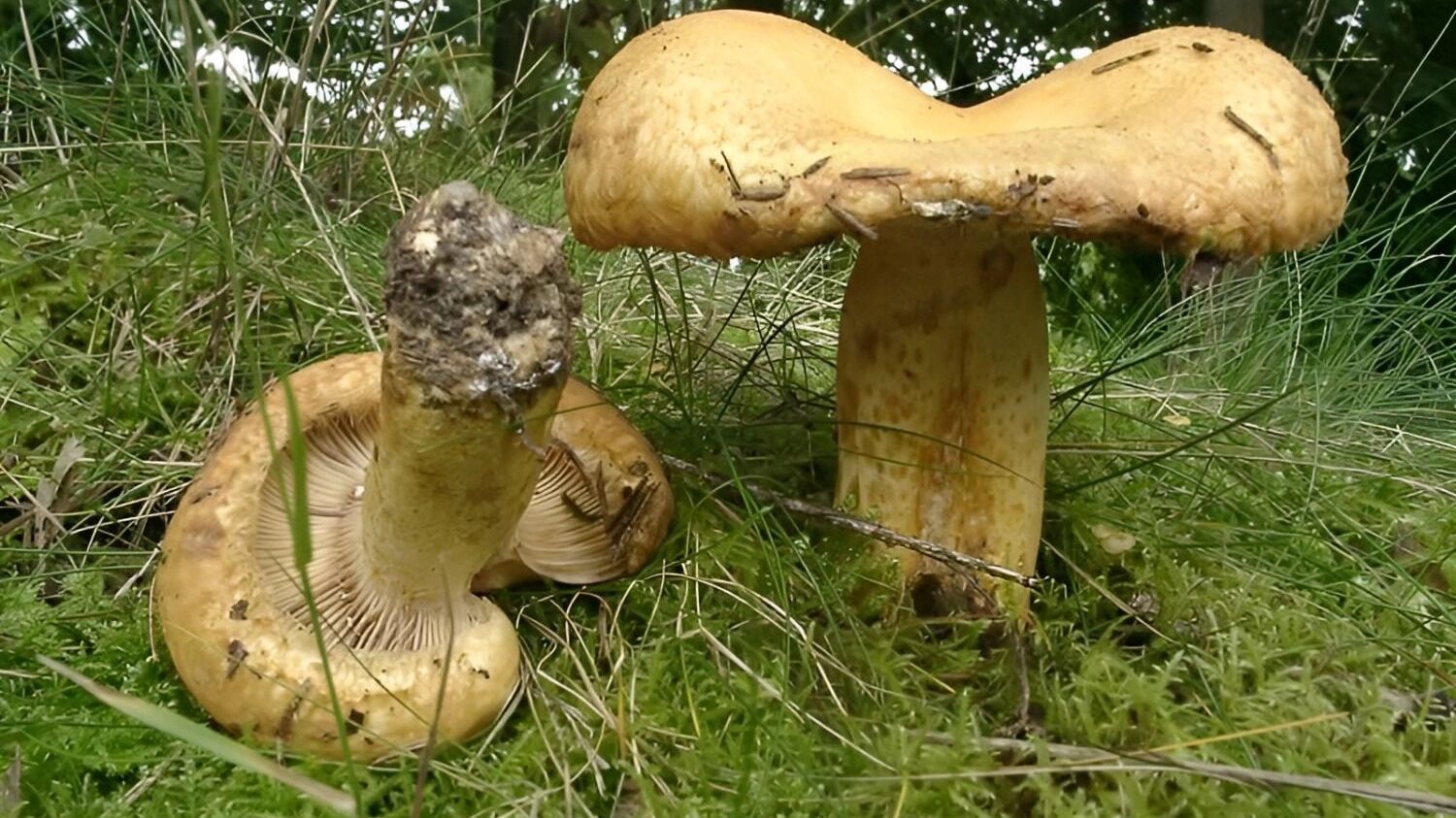 собачий груздь