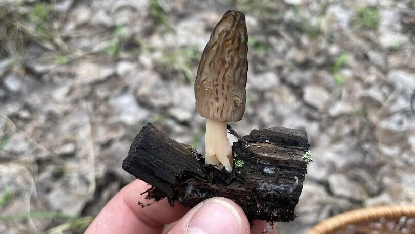 Найденные белгородцами грибы