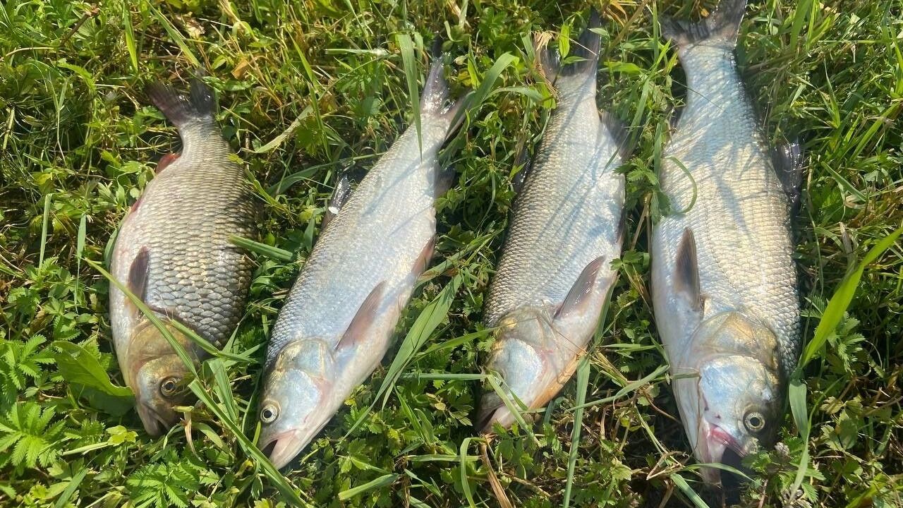 Рыбалка в августе в Нижегородской области: какую рыбу, где и на что ловить