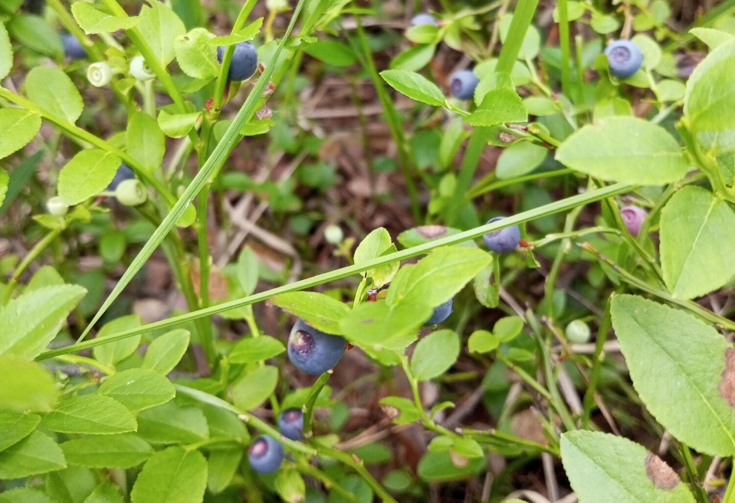 Куст черники в лесу
