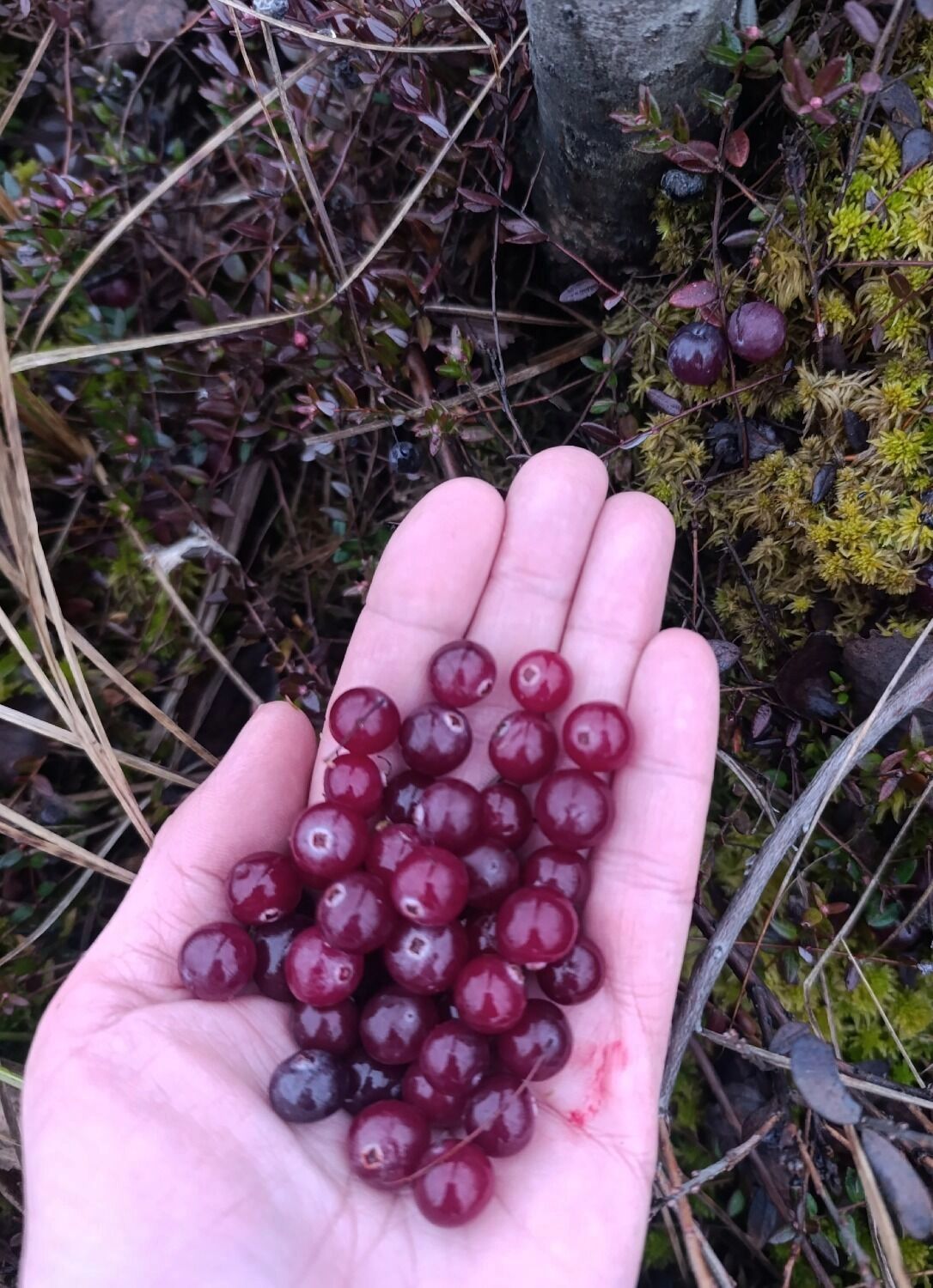 Декабрьские ягоды в Борском округе