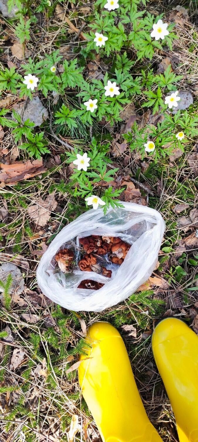 Какие грибы растут в мае в Нижегородской области