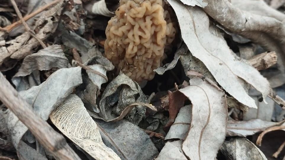 Гриб, найденый в Буграх