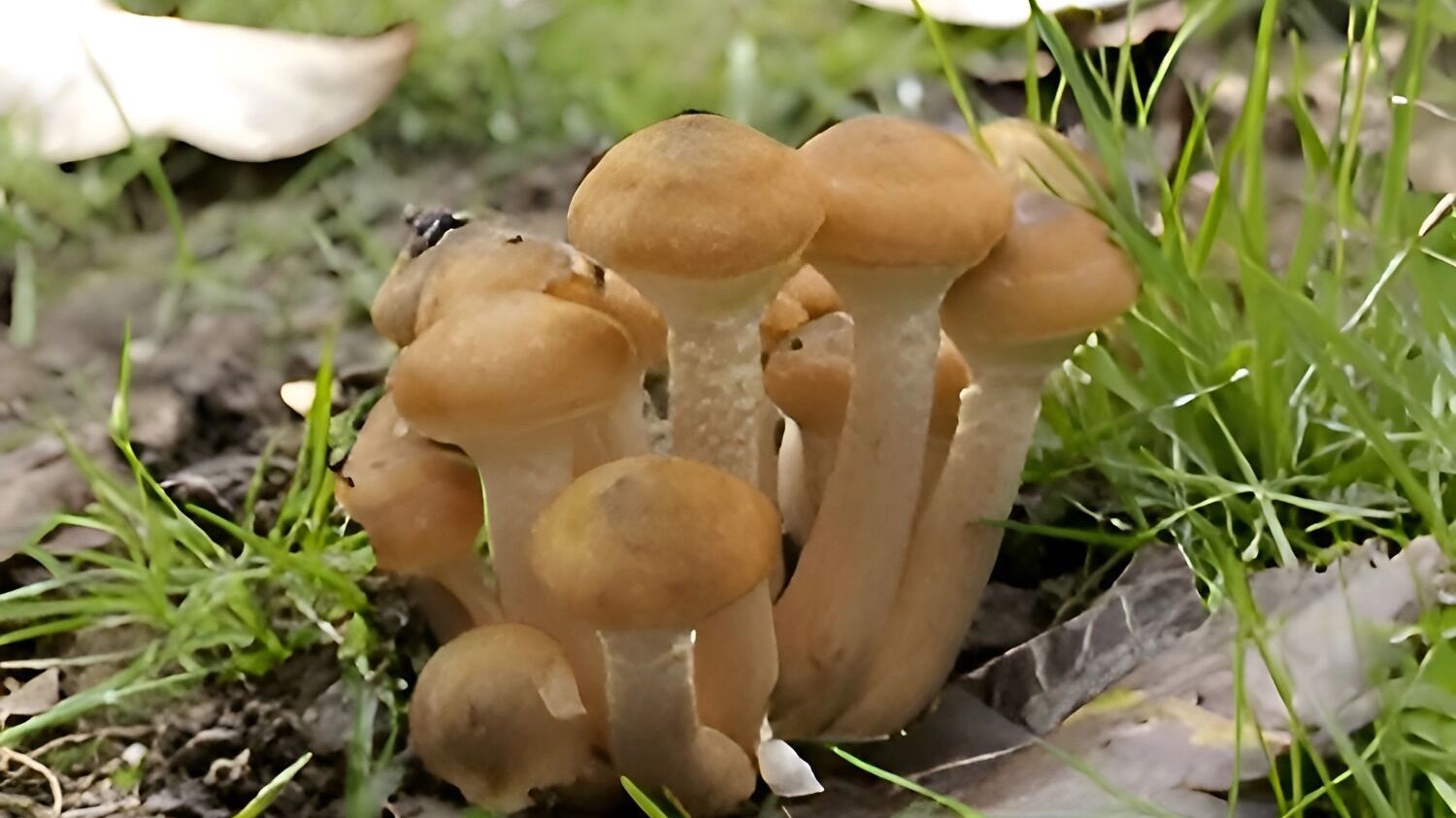 осенние опята