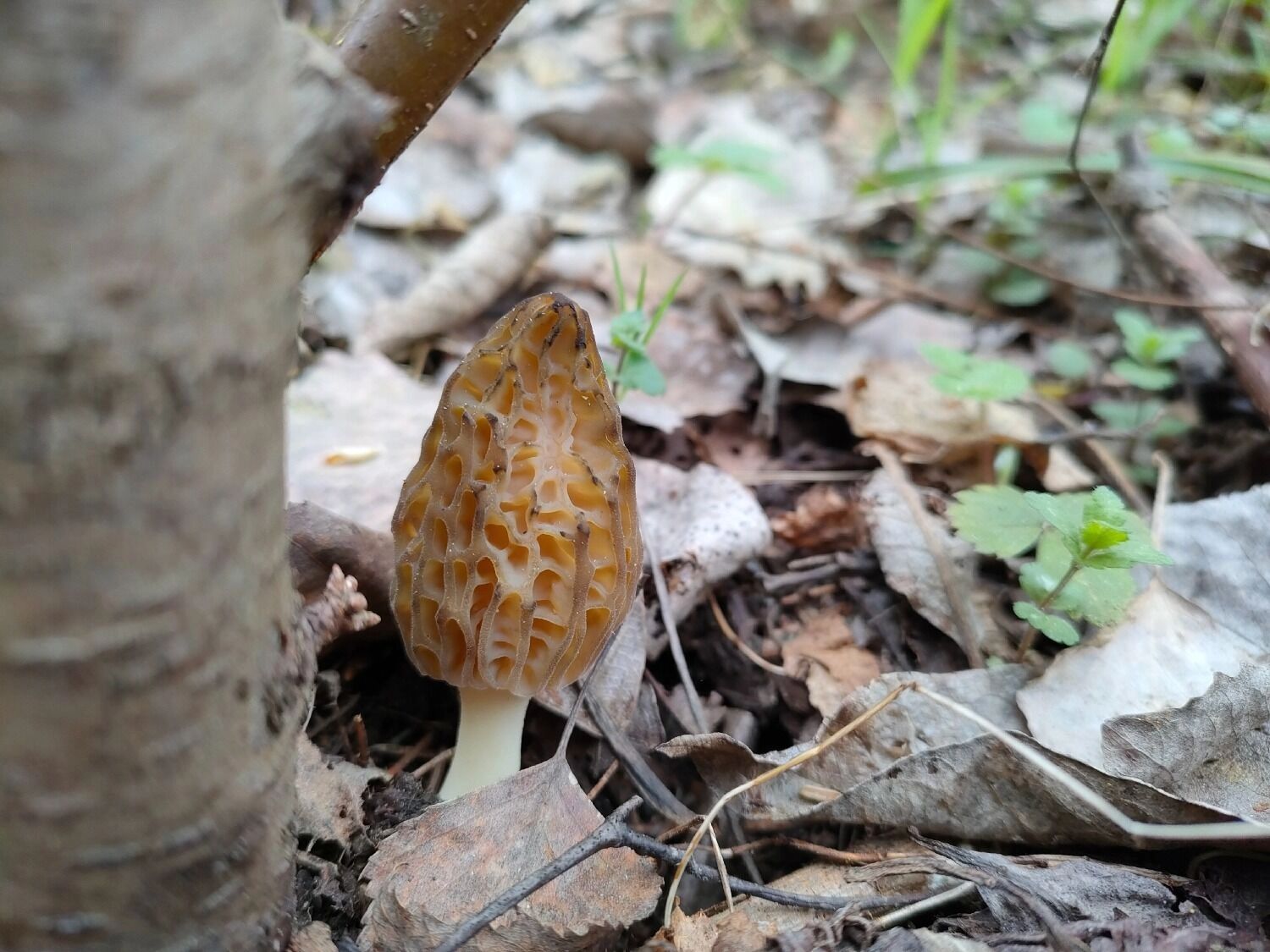 Грибы в нижегородских лесах
