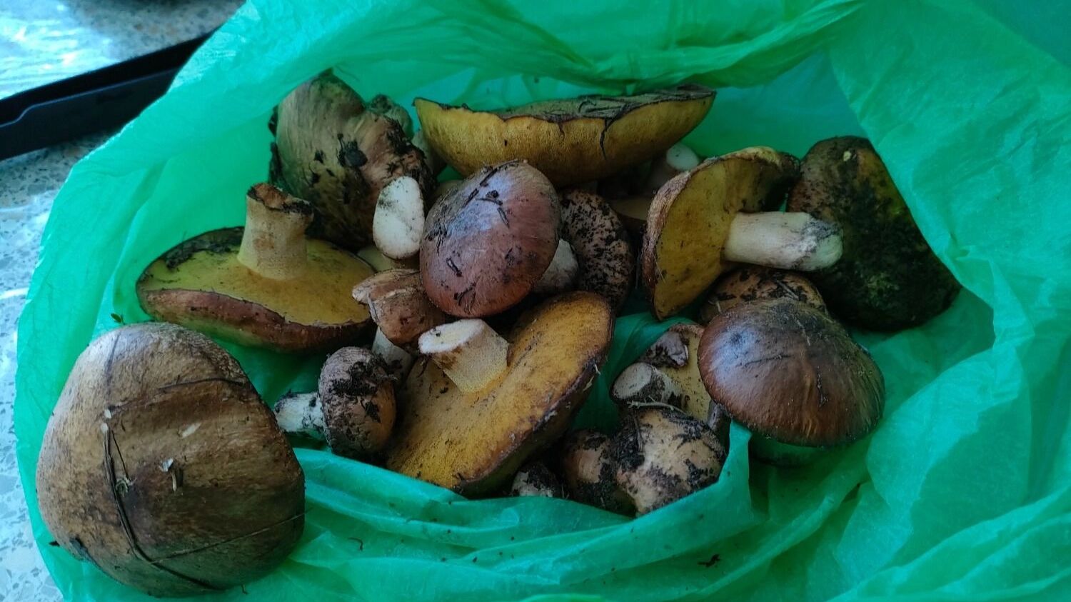 Грибы в Нижегородской области