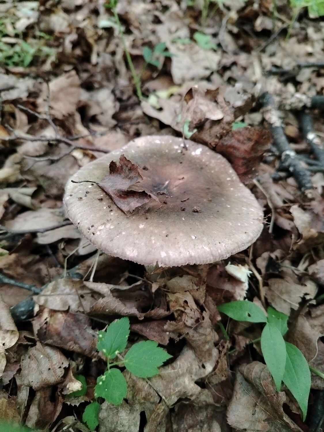 Такие грибы нашли в Городецком округе