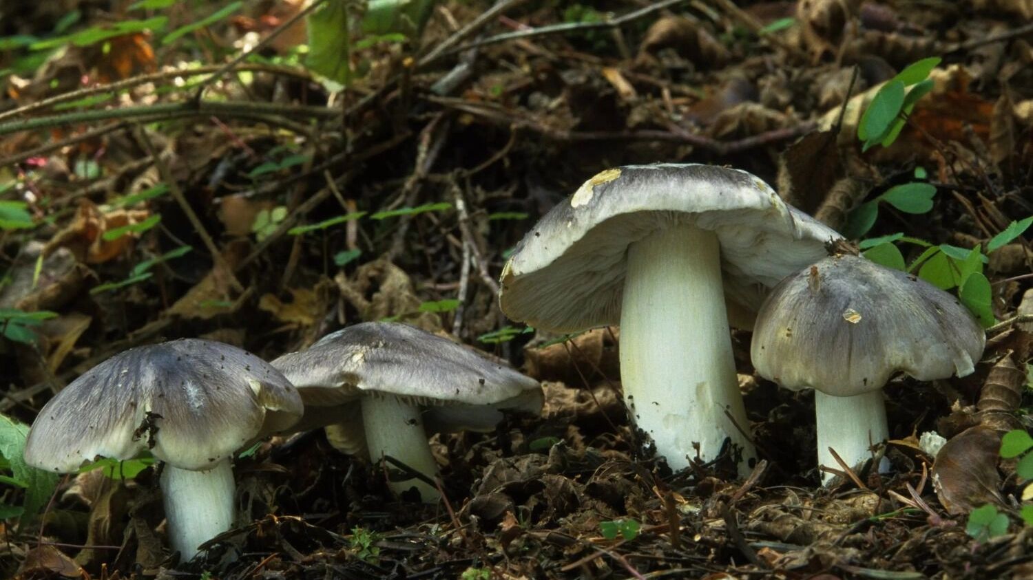 Съедобная рядовка — ее можно мариновать