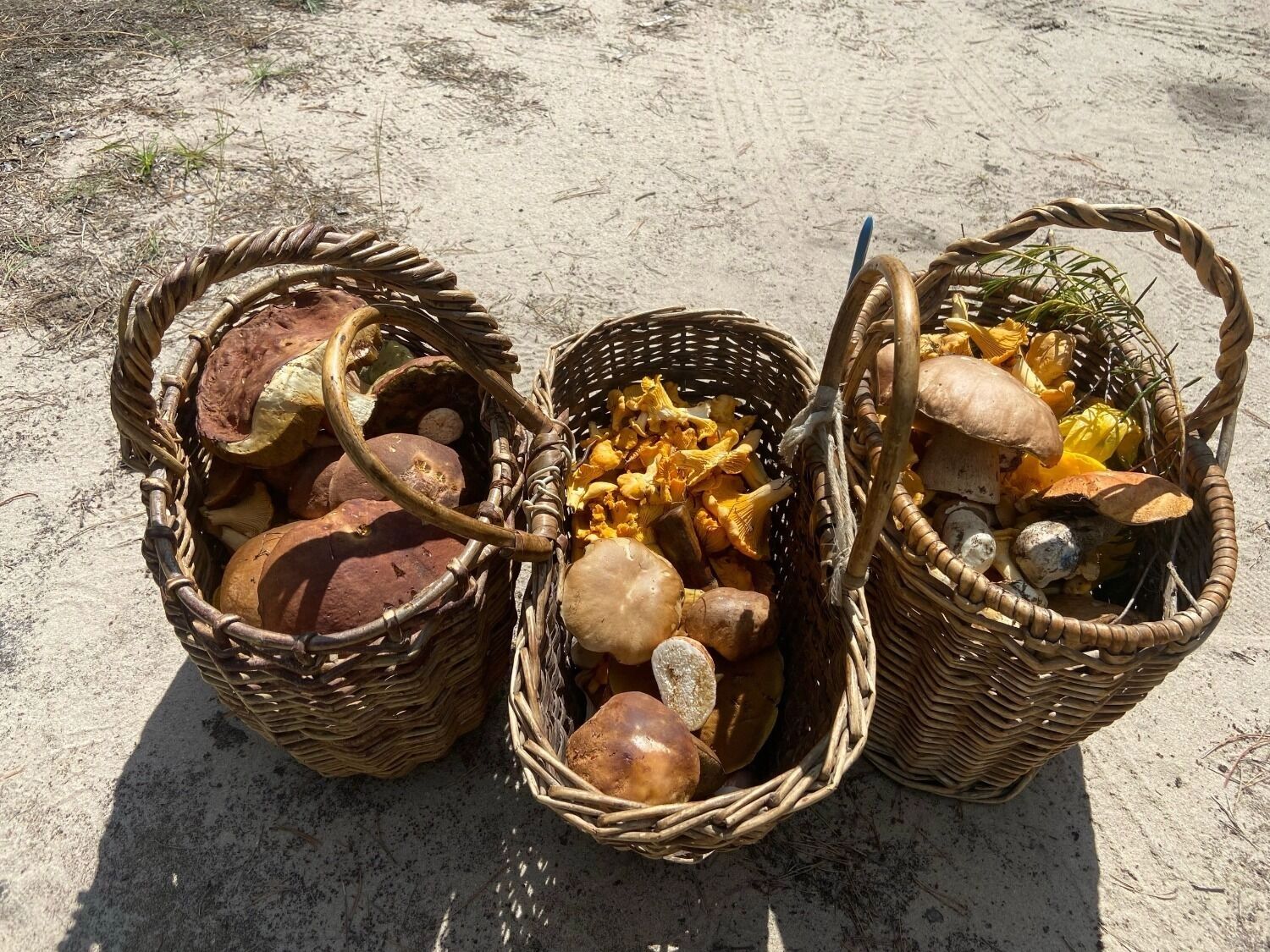 Какие грибы нельзя собирать в Нижегородской области