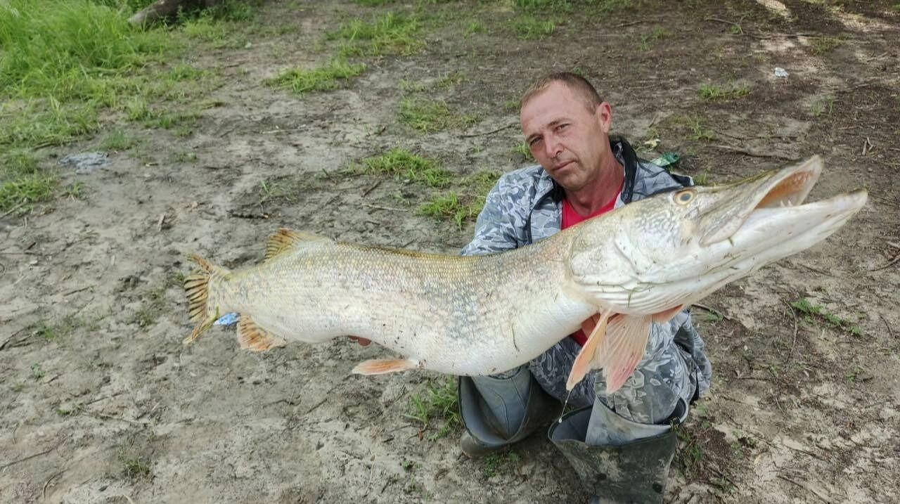 Омский рыбак поймал гигантскую щуку