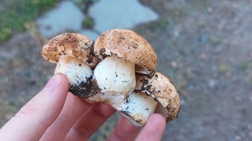 Грибы в Илекском районе