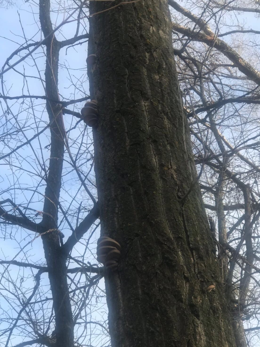 Вешенки в Оренбуржье