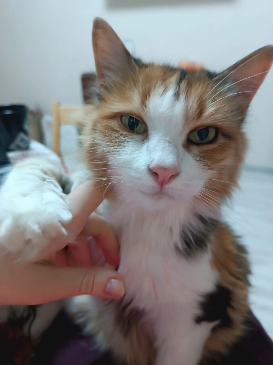 Трехцветная кошка