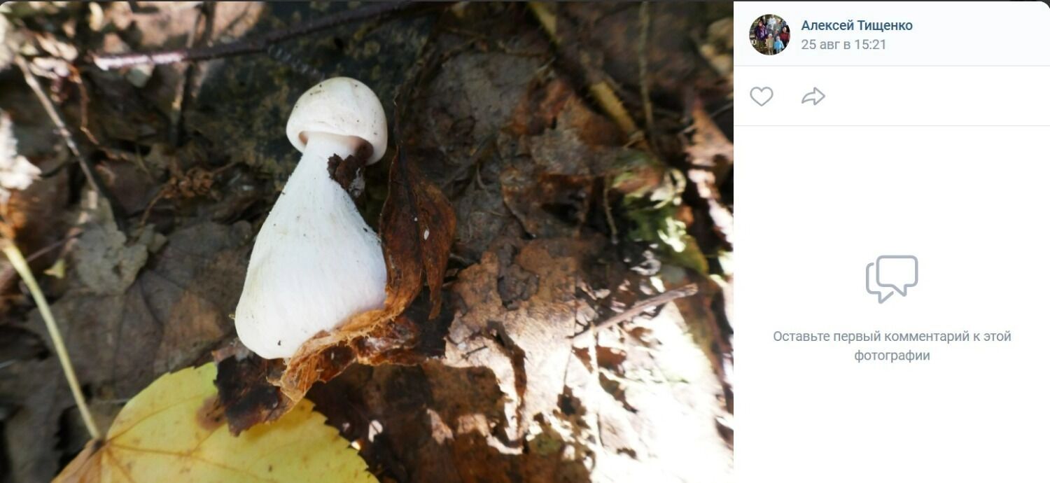 Скромные лесные дары Тевризского района