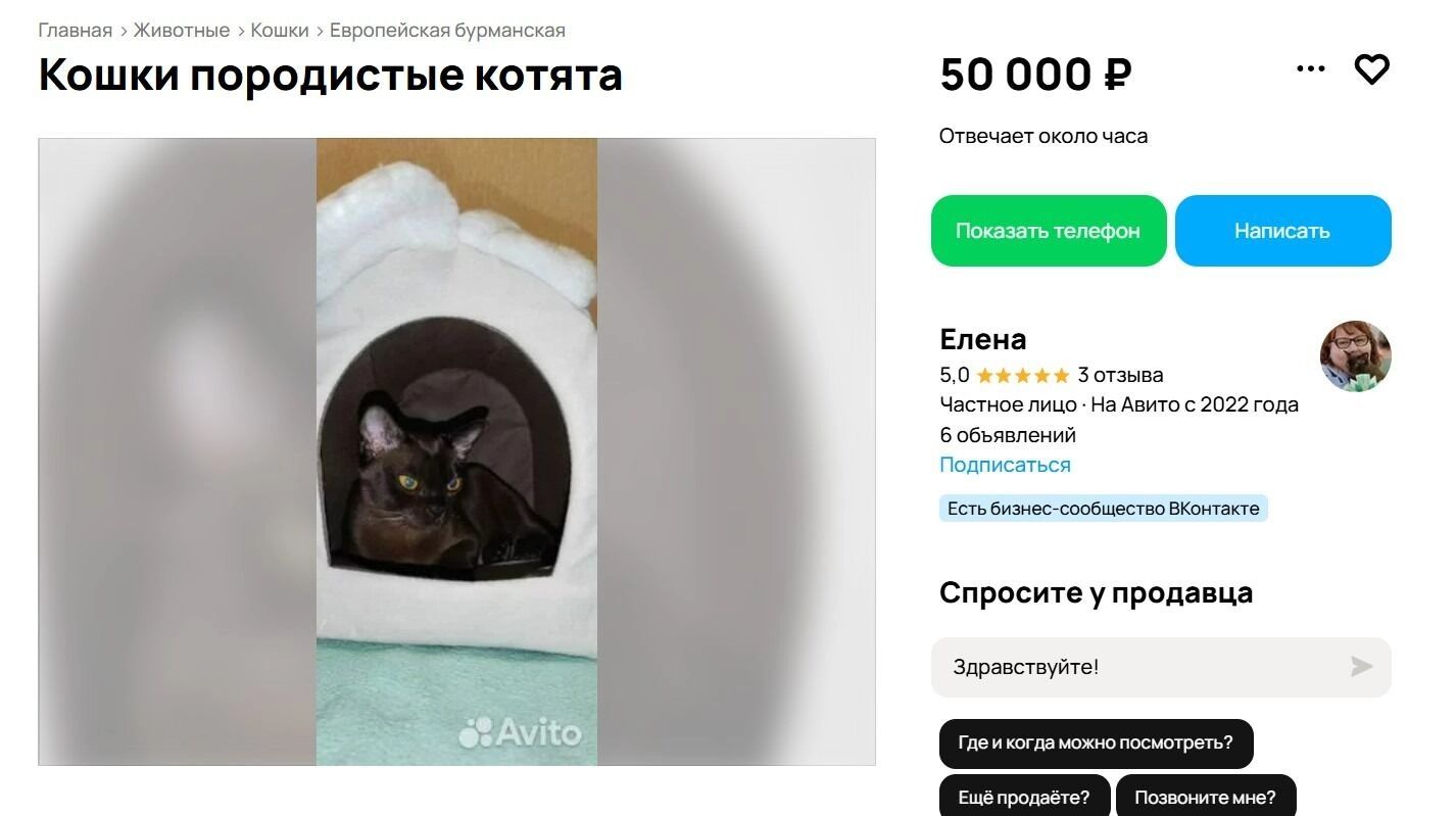 Красивая европейская бурма за 50 тысяч