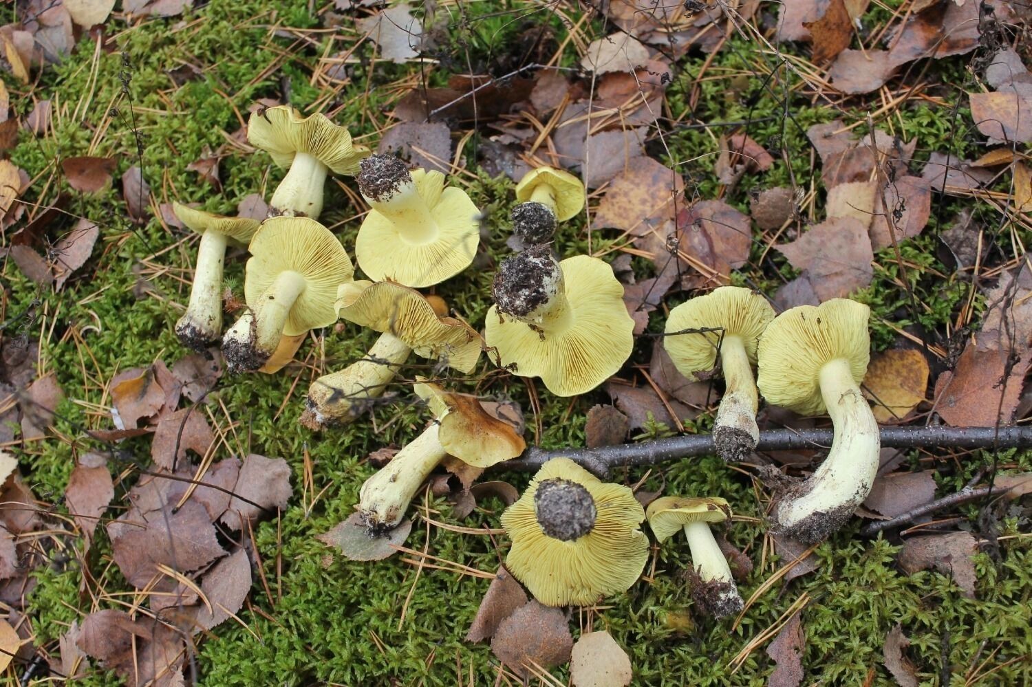 Рядовки зеленые