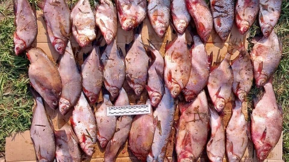 Двое жителей Очерского округа ловили рыбу, а нарвались на уголовное дело
