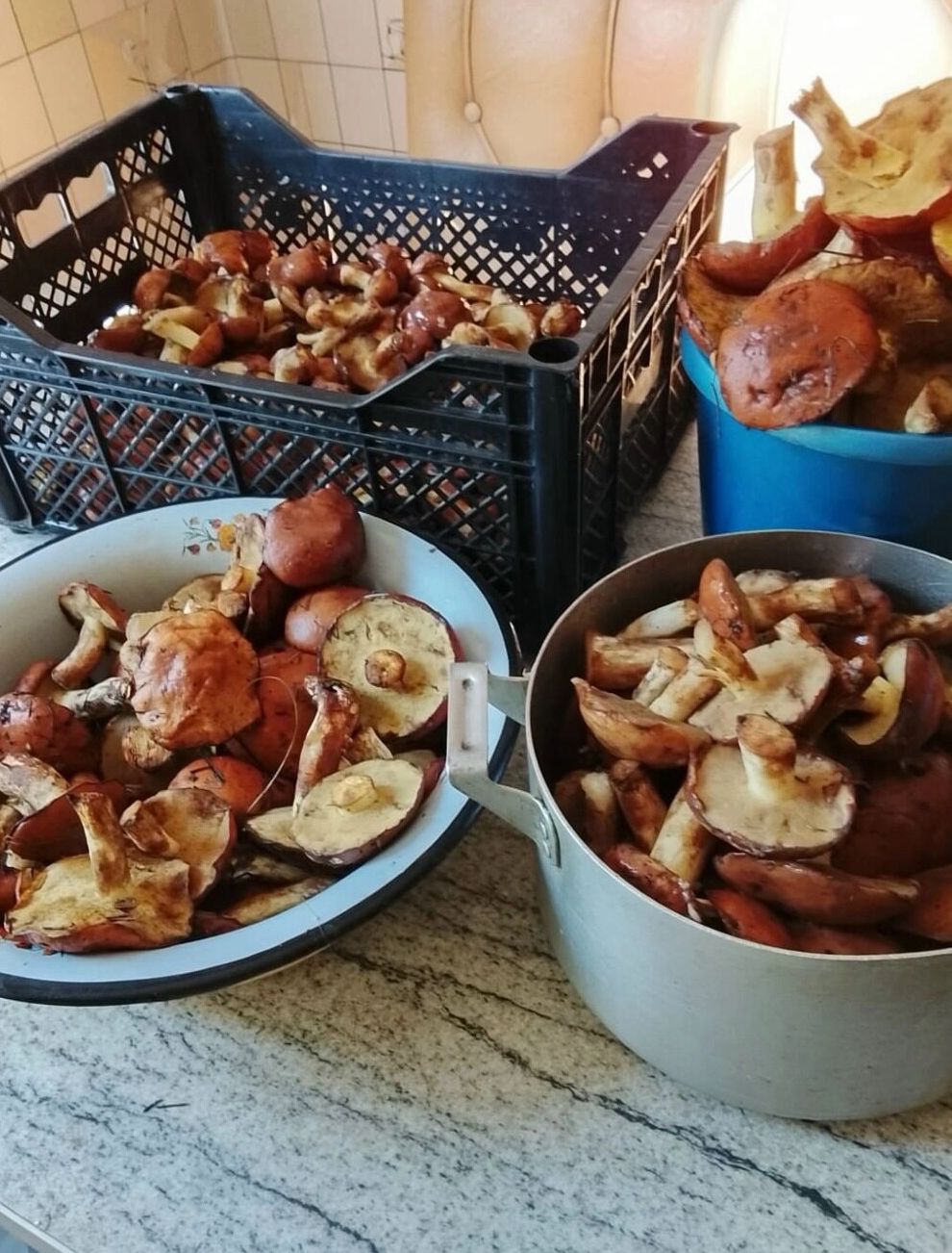 Море грибов