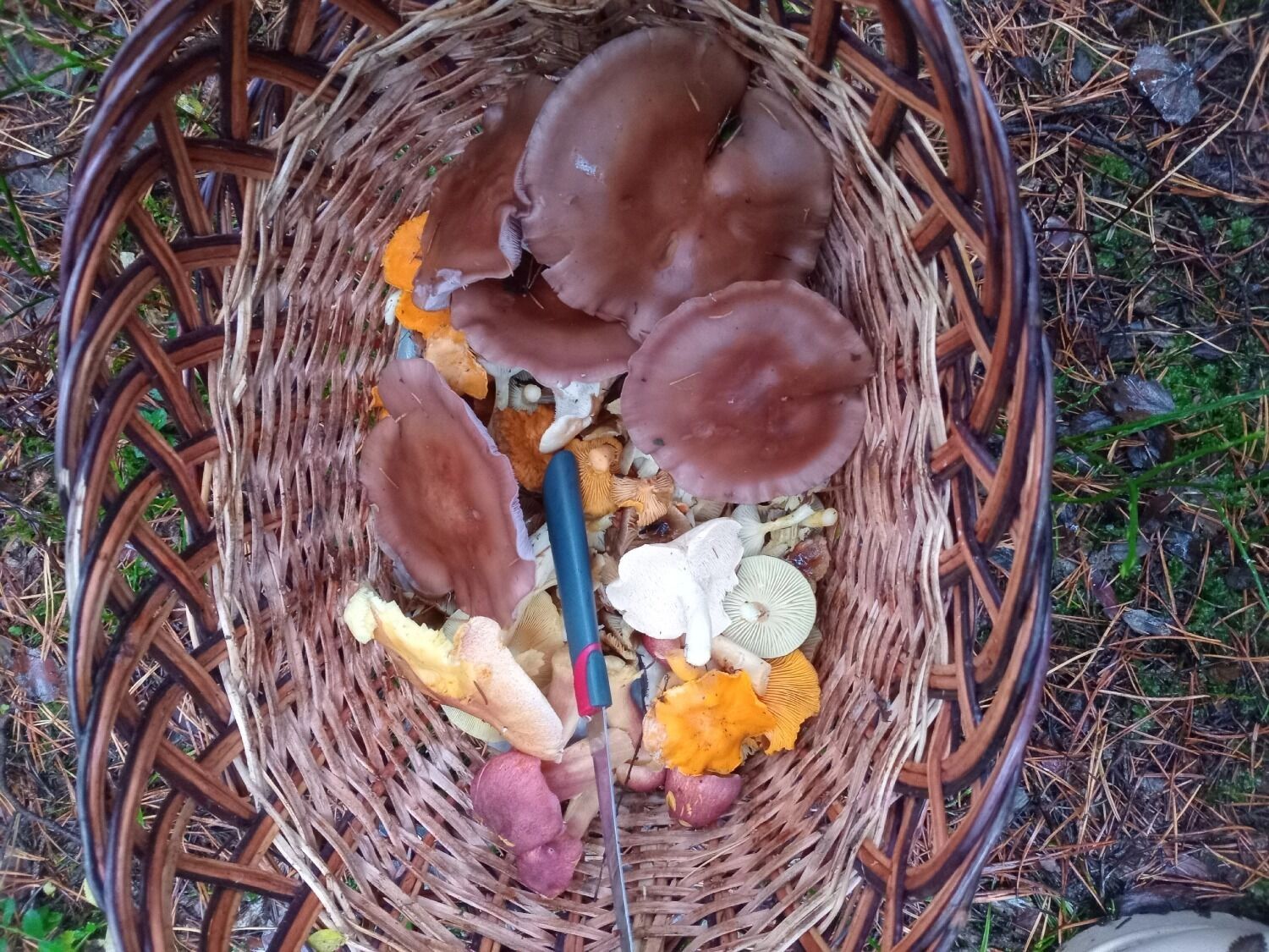 Какие грибы можно собрать в Нижегородской области в октябре