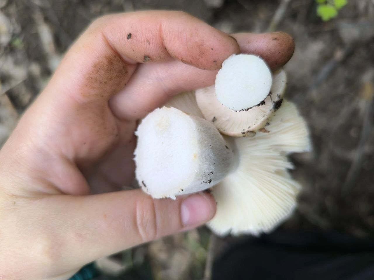 Сыроежки в Оренбургском районе 