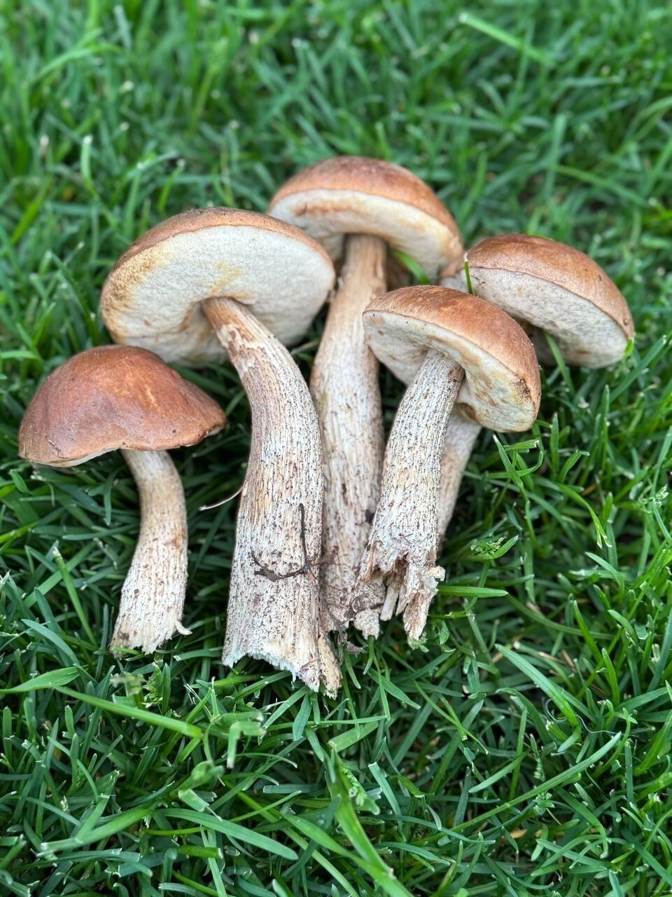 Грибники Оренбуржья собирают в лесах подберезовики и шампиньоны