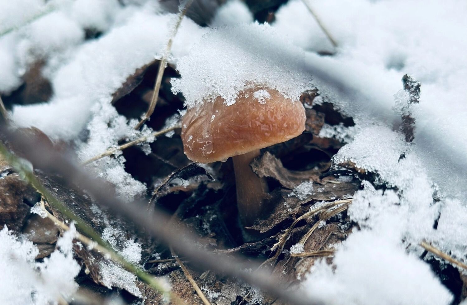 В лесах до сих пор встречаются "подснежники"