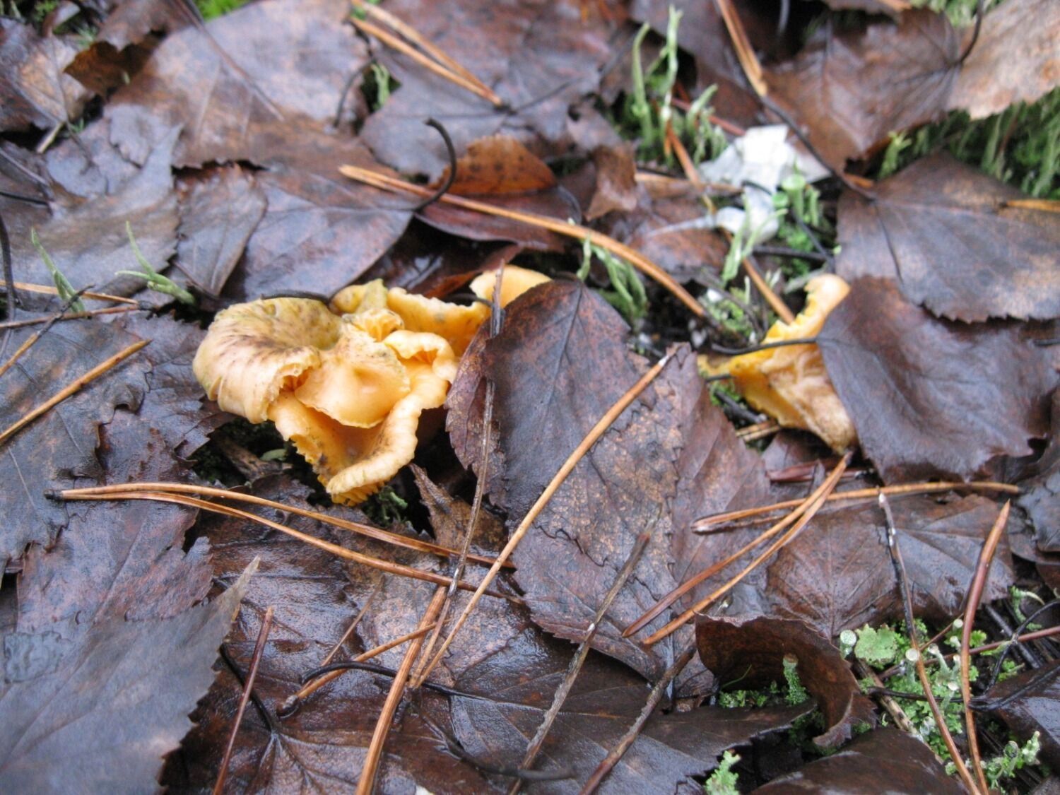 Лисички, собранные в декабре в Нижнем Новгороде