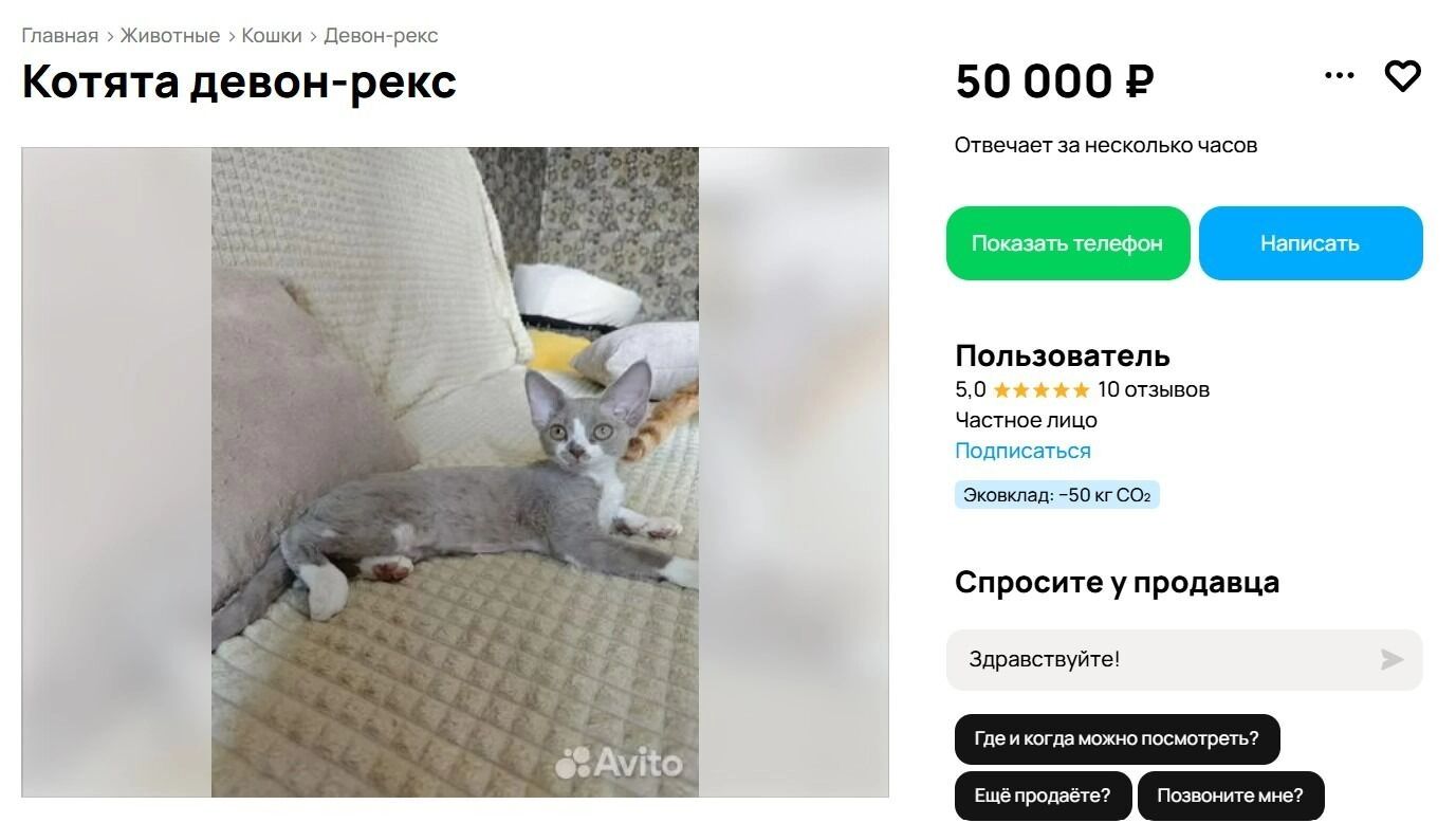 Котята породы девон-рекс