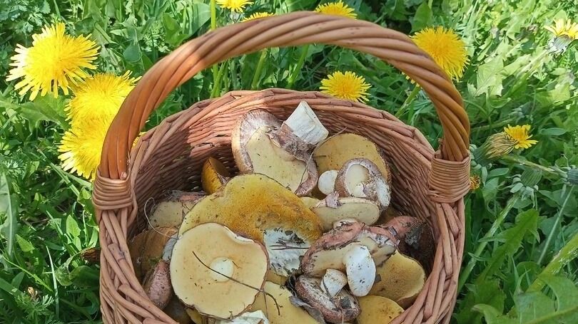 Грибы в Семенове