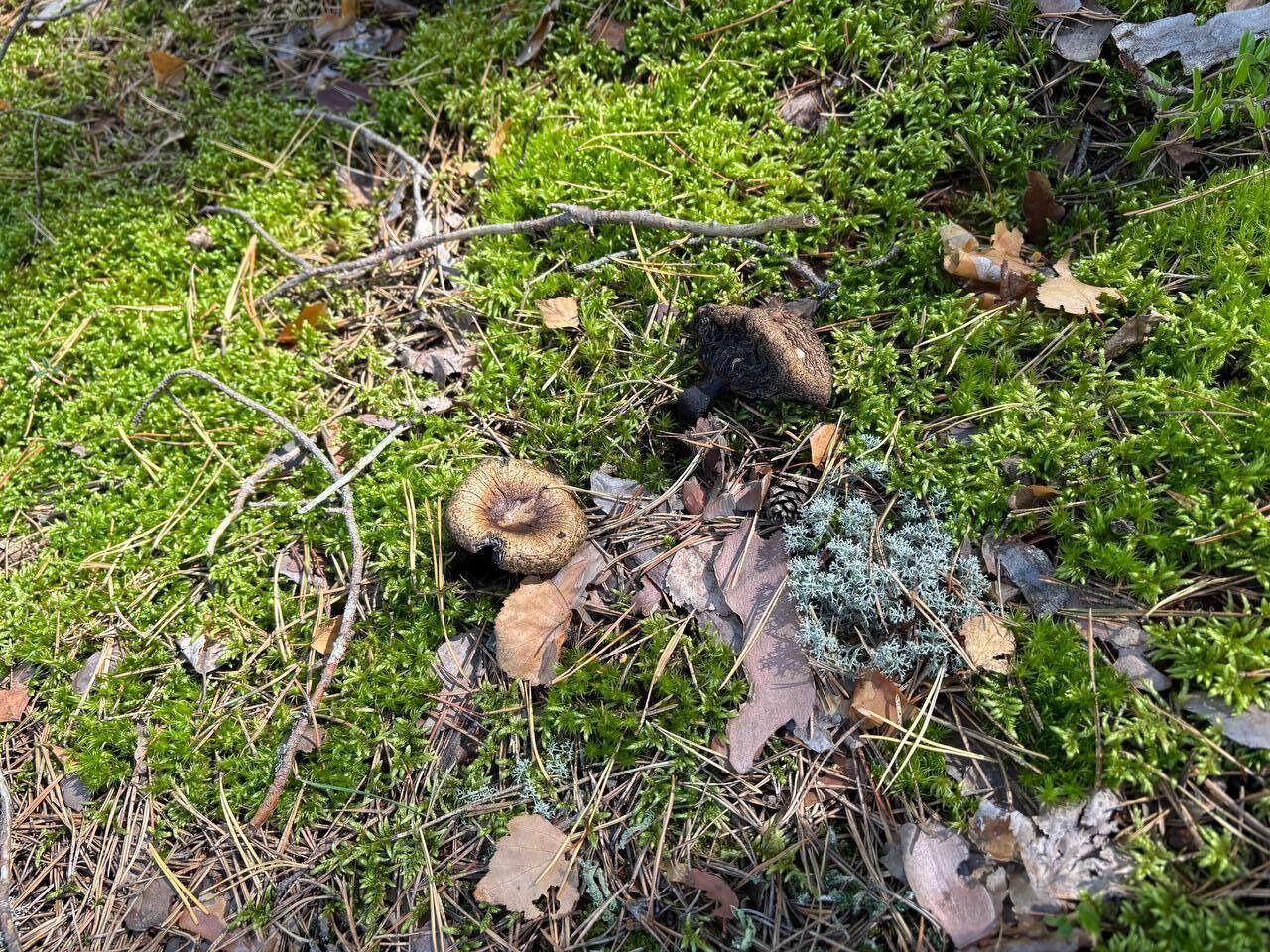 Почти все хорошие грибы уже срезаны