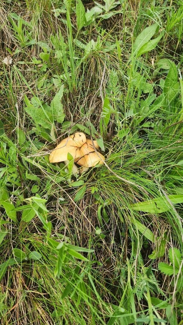 Найденные после дождей грибы