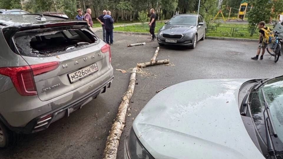 Ветер сломал деревья