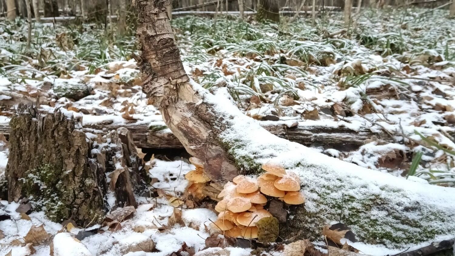 Зимние опята в Нижегородской области (ноябрь 2024 года)