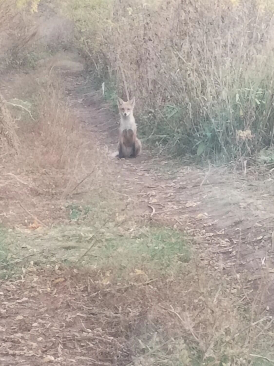 В Оренбуржье встречаются не только грибы, но и дикие животные