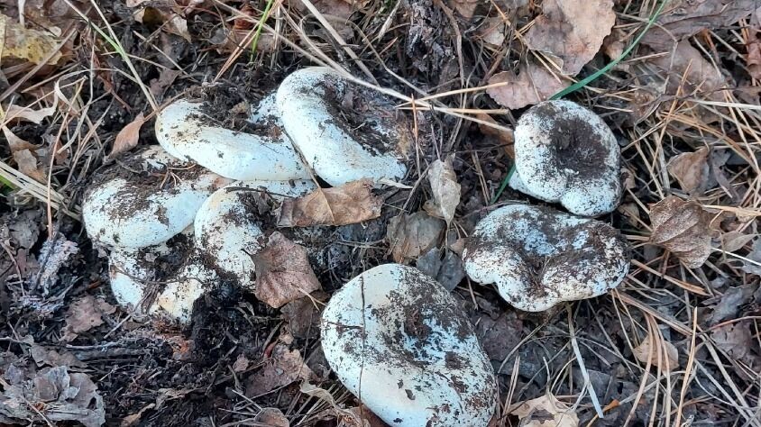 Грибы в Илекском районе 