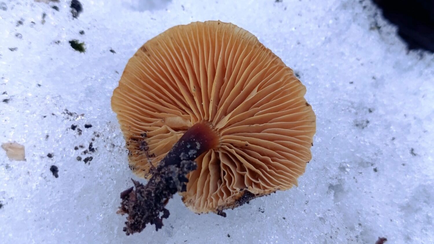 Зимние опята в Нижегородской области (январь 2025 года)