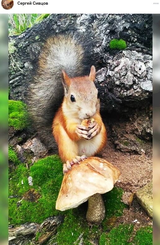 Белочка поймала гриб