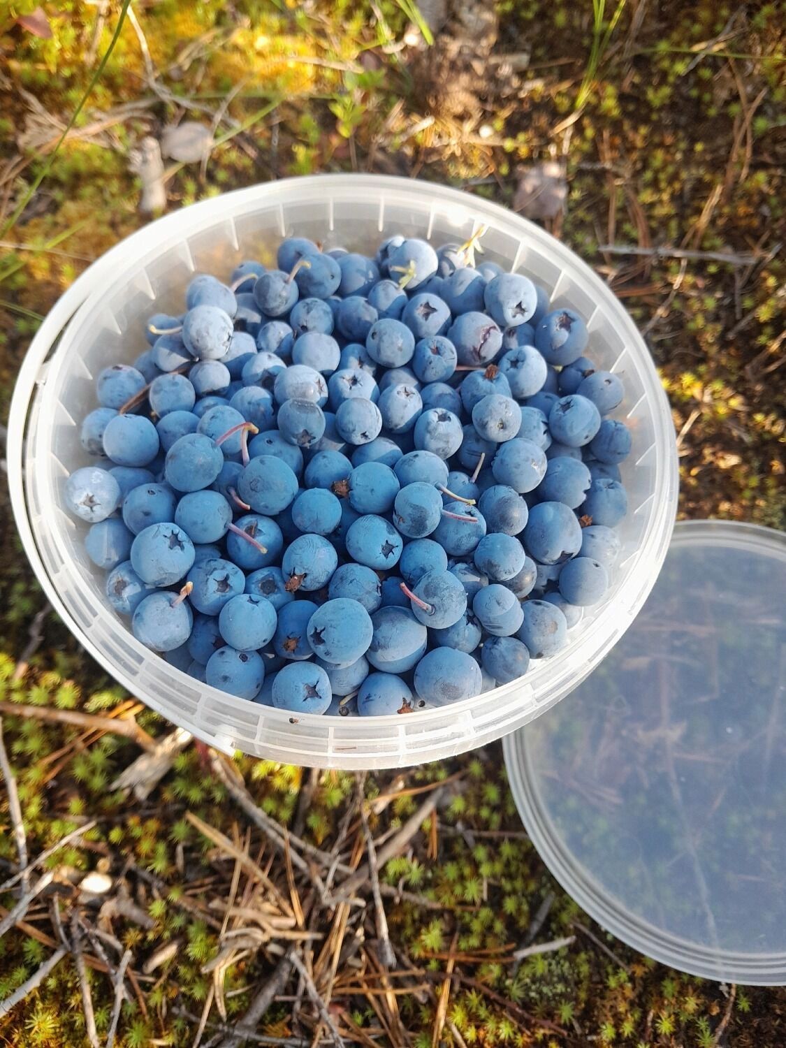 Где искать голубику в&nbsp;Нижегородской области